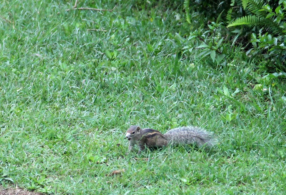 Genus Funambulus - Palm Squirrel — Coke Smith Wildlife